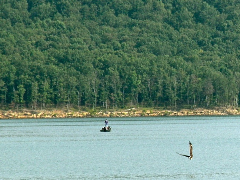Bald Eagle